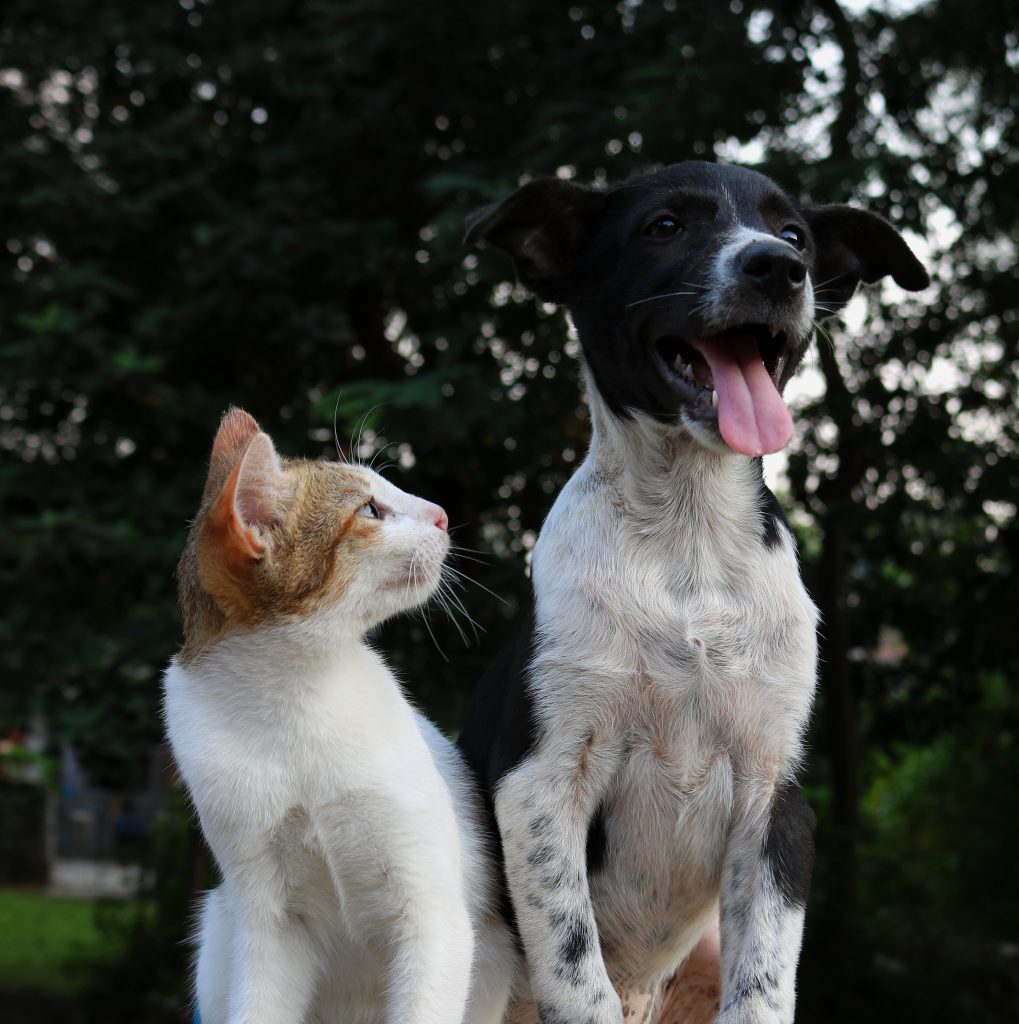 CBD for Cats and Dogs